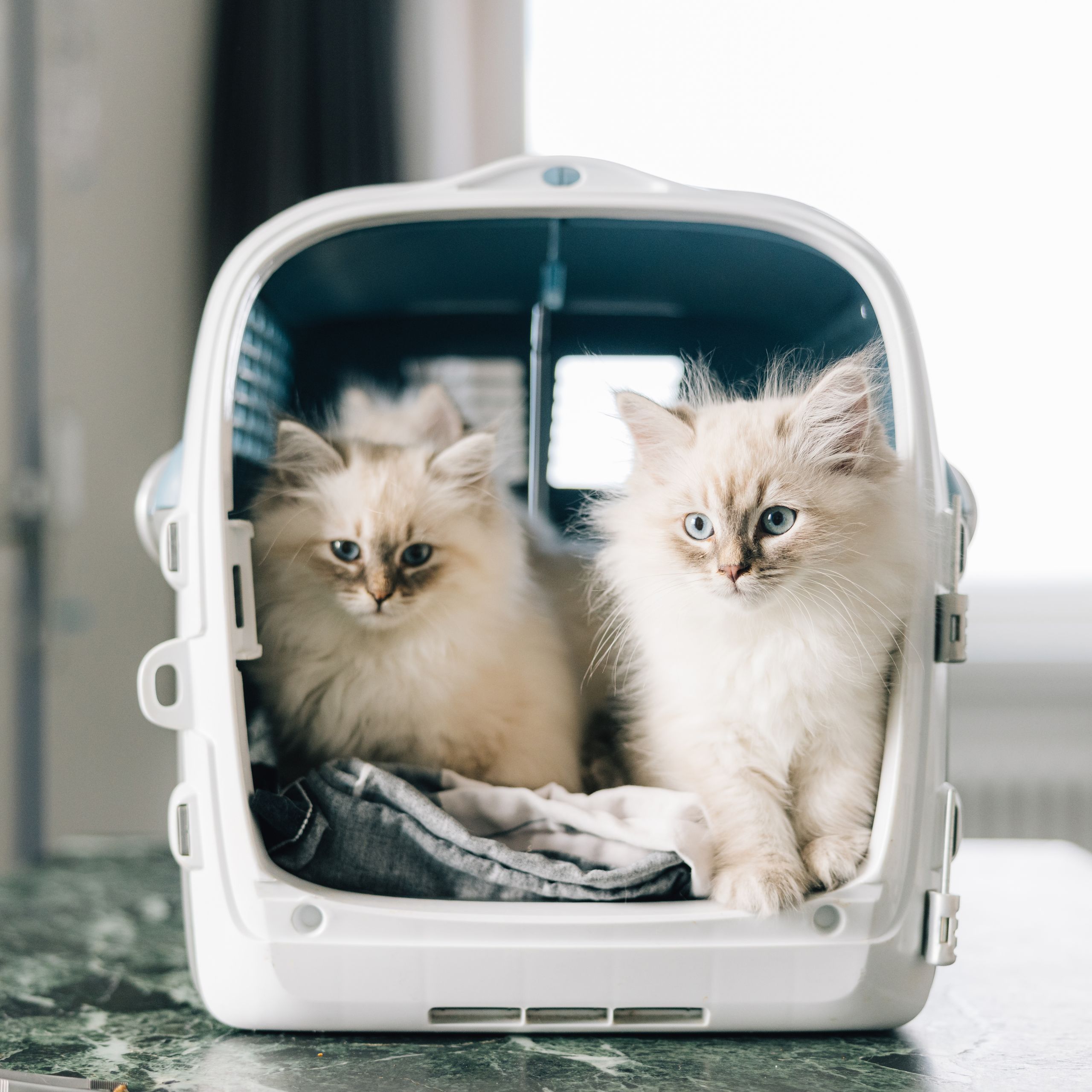 anisan_tierarzt-86Titel.jpg anisan_tierarzt-86Titel