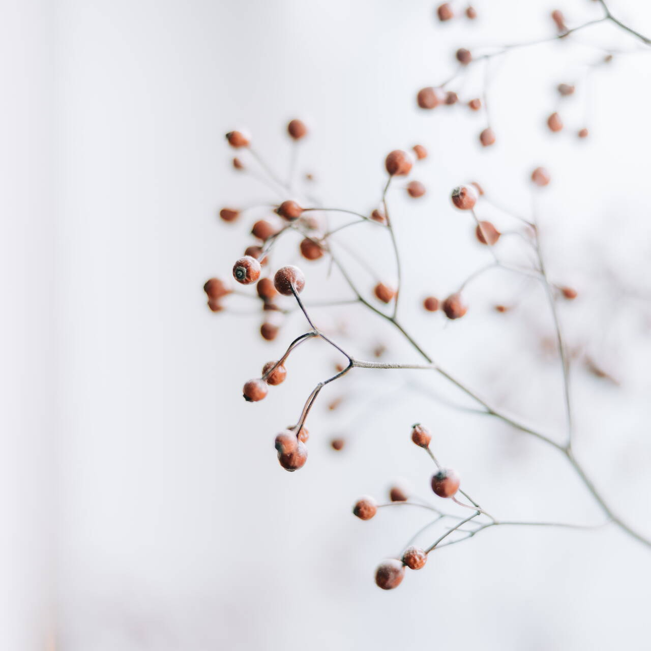 A. Scheidegger A. Scheidegger